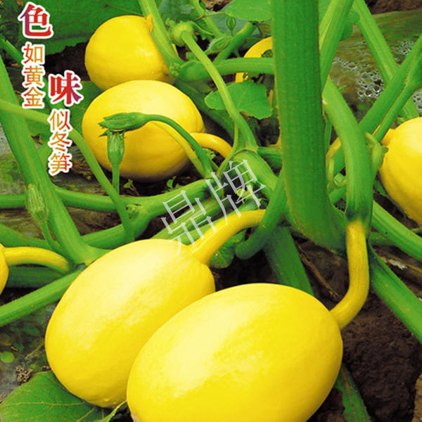 南瓜種子黃金筍瓜